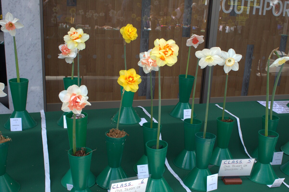 Spring Show 2026 1 bloom of Division 4 Class and 1 bloom of Division 3 Class